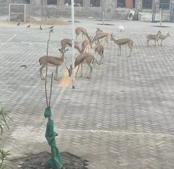 هتل Hayatt Sukkur