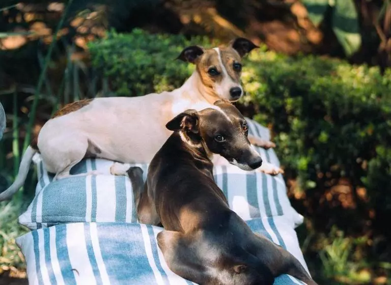 ペンション Blue Bell Guesthouse