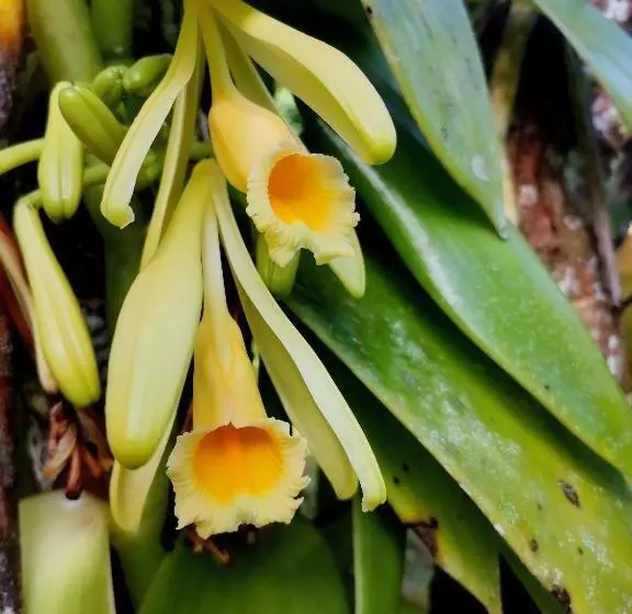 Hotelli Mira Olas Cabins