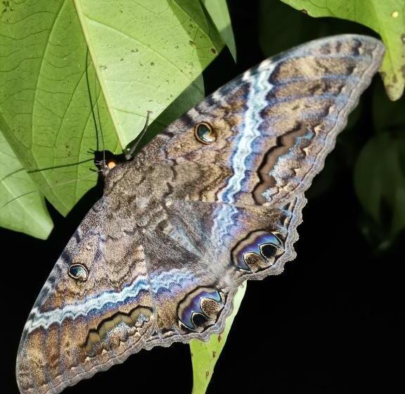 호텔 Mira Olas Cabins