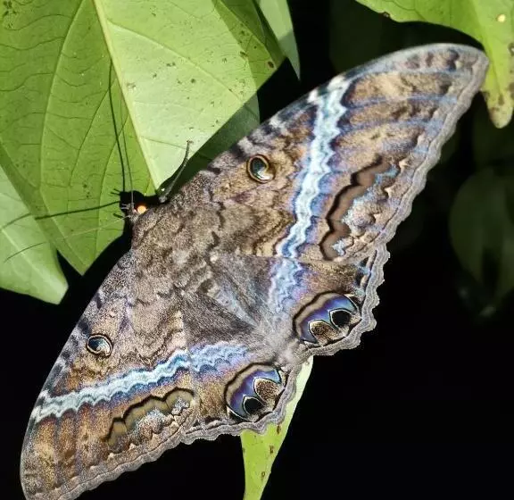 Hotelli Mira Olas Cabins