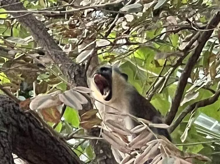 هتل Nemasu Ecolodge