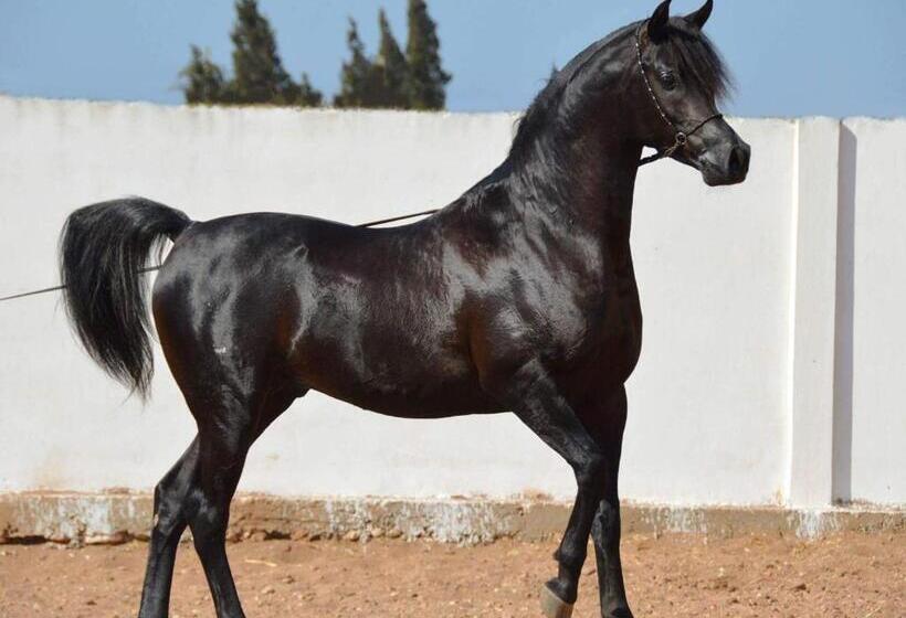 ホテル Elaaz Horse Farm