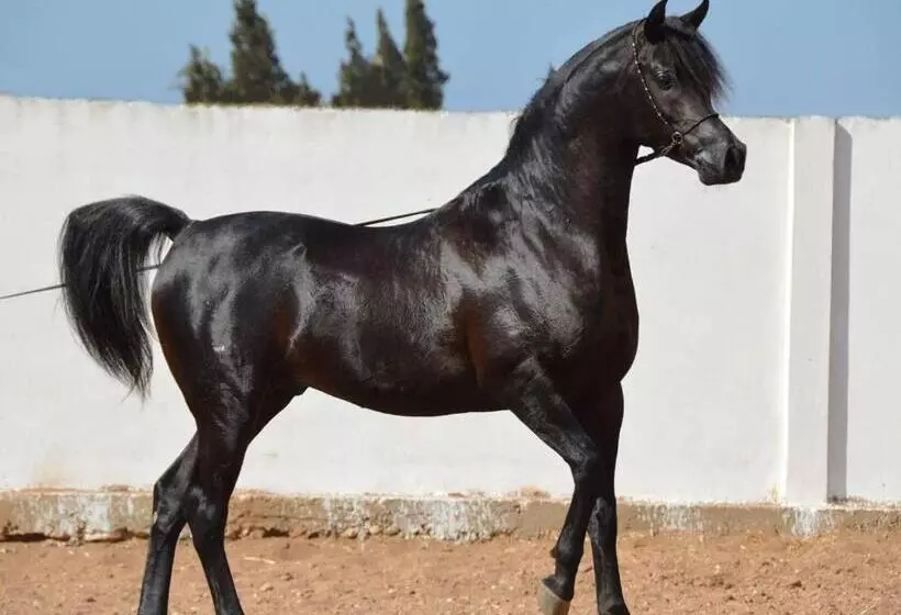 ホテル Elaaz Horse Farm