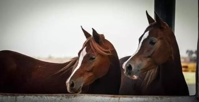 ホテル Elaaz Horse Farm