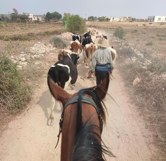 ホテル Elaaz Horse Farm