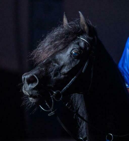 ホテル Elaaz Horse Farm