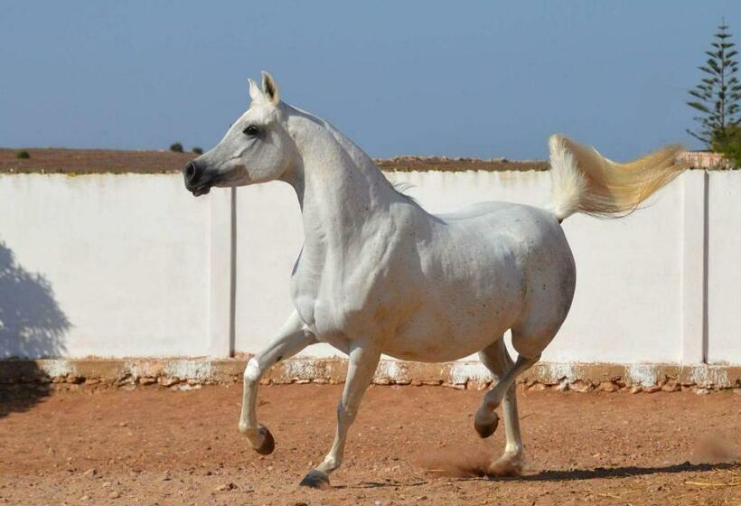 ホテル Elaaz Horse Farm