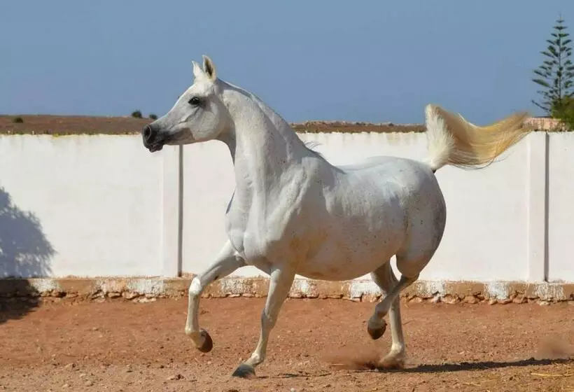 ホテル Elaaz Horse Farm