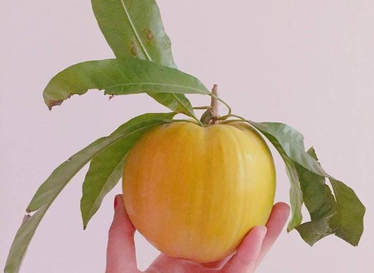 تختخواب و صبحانه 拇指園民宿