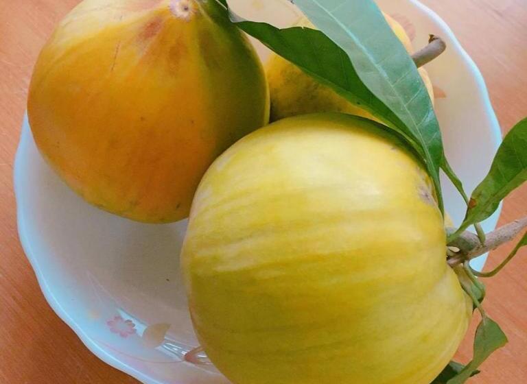 تختخواب و صبحانه 拇指園民宿