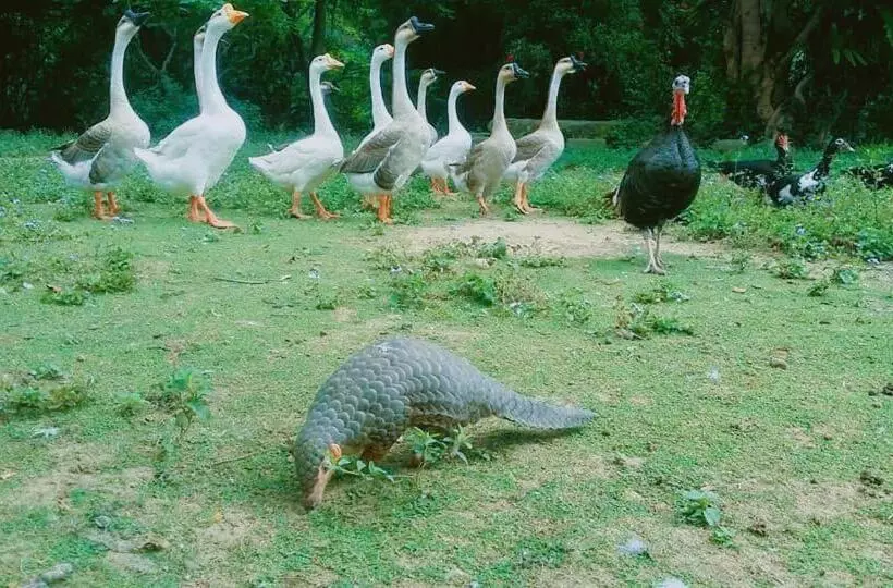 تختخواب و صبحانه 拇指園民宿