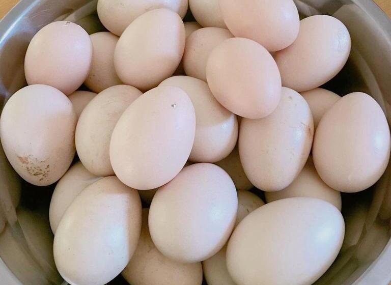 تختخواب و صبحانه 拇指園民宿