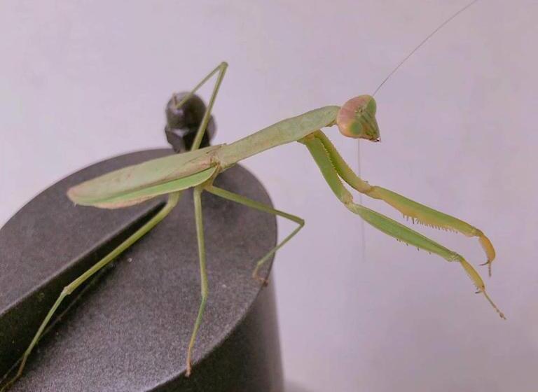 تختخواب و صبحانه 拇指園民宿