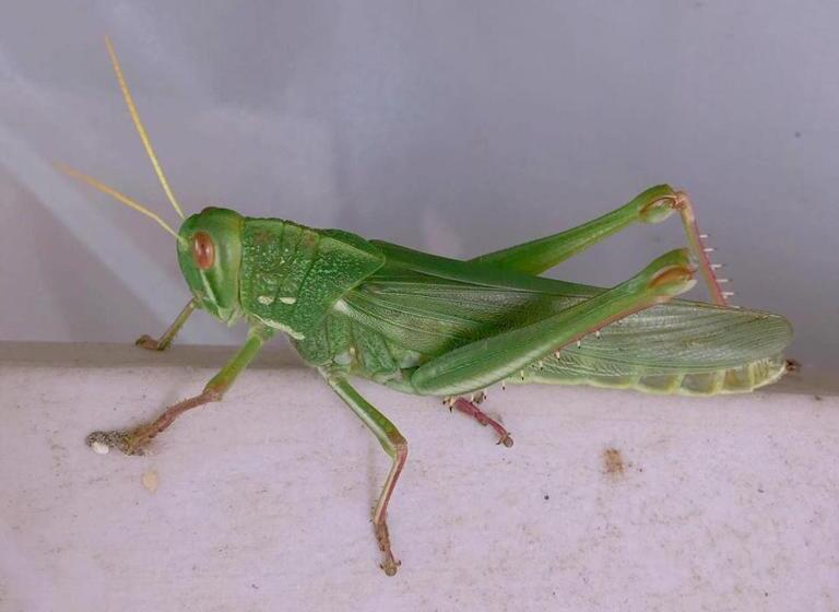 تختخواب و صبحانه 拇指園民宿