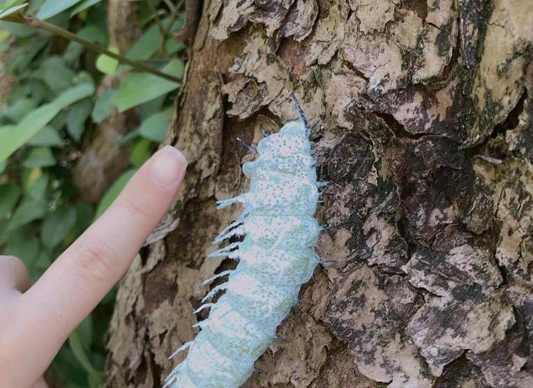 تختخواب و صبحانه 拇指園民宿