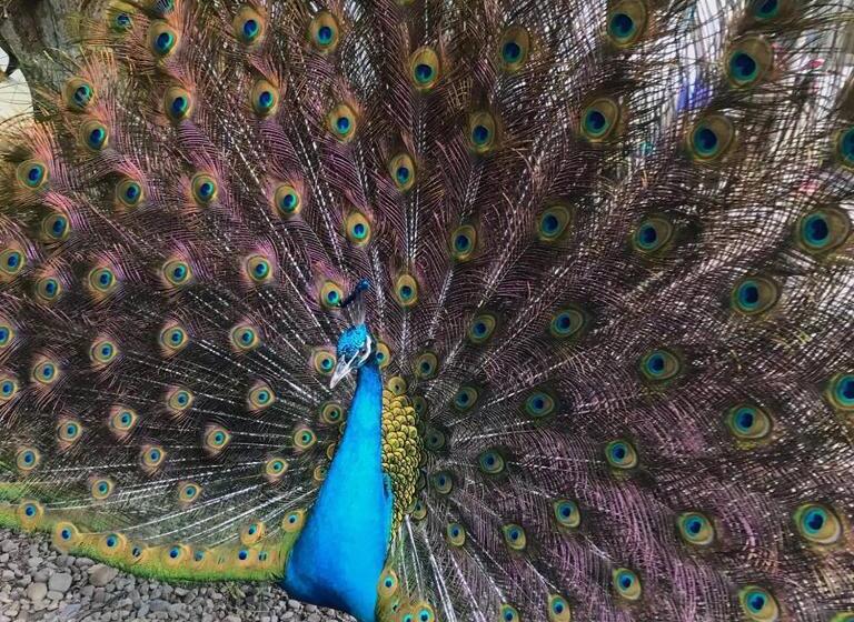 تختخواب و صبحانه 拇指園民宿