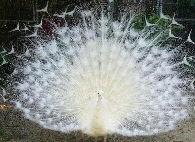 تختخواب و صبحانه 拇指園民宿