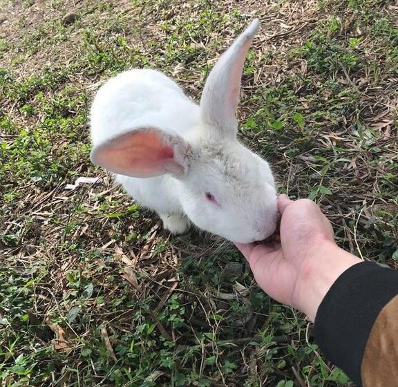 تختخواب و صبحانه 拇指園民宿