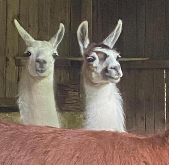 בית מלון כפרי Loire Valley Llama Farm Stay