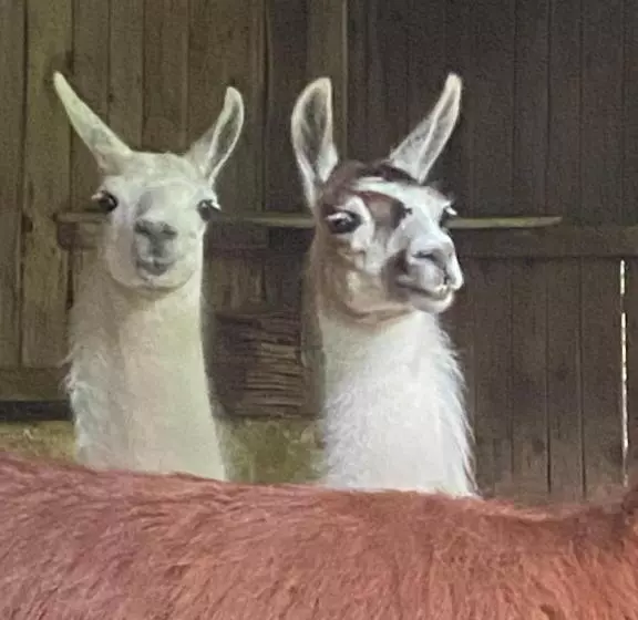 ホテル Loire Valley Llama Farm Stay