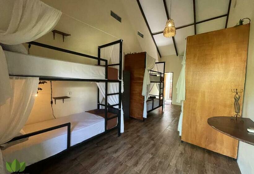 Общежитие The Jungle House