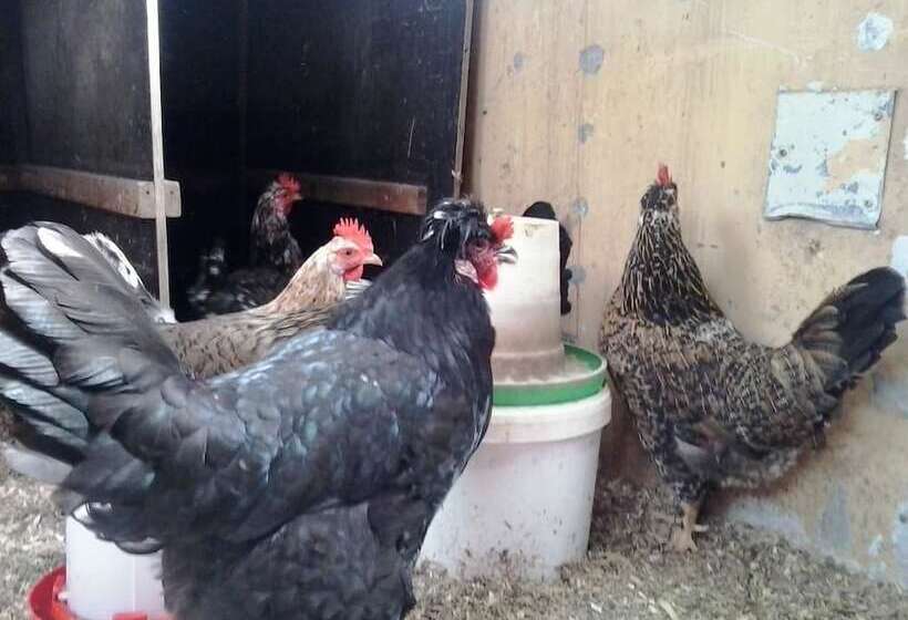 تختخواب و صبحانه Dalssel Farm Guesthouse