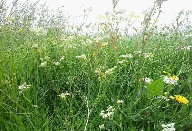 تختخواب و صبحانه Dalssel Farm Guesthouse