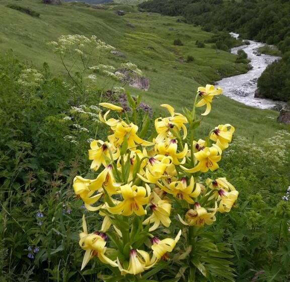 پانسیون Guesthouse Robinzon Lalkhori