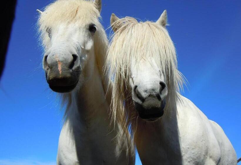 هاستل Geysir Hestar