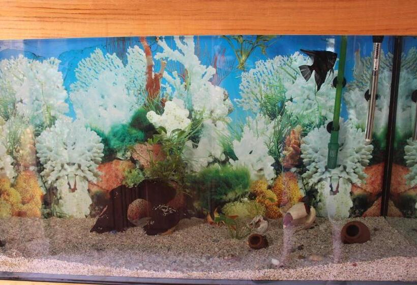 هاستل Guest House Lazika