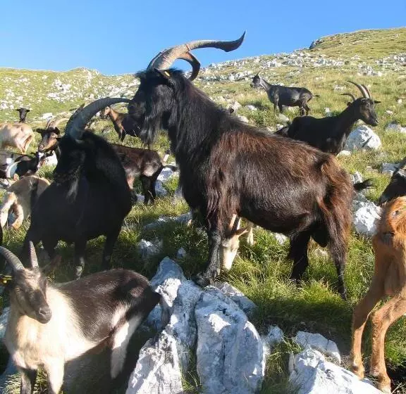 هتل Tourist Farm žvanč
