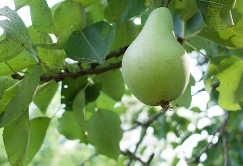 膳宿费 Hétrét Vendégház