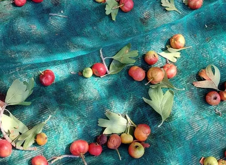 בית מלון כפרי Agriturismo Terra Di Pace