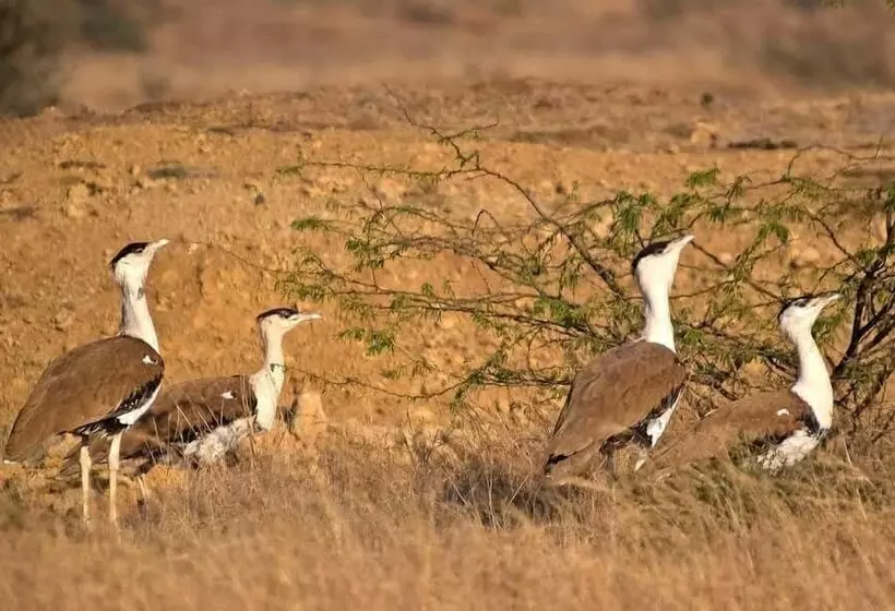 호텔 K K Resorts & Camp