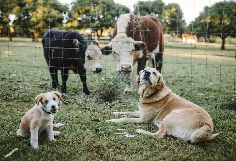 Отель Mango Hill Farm