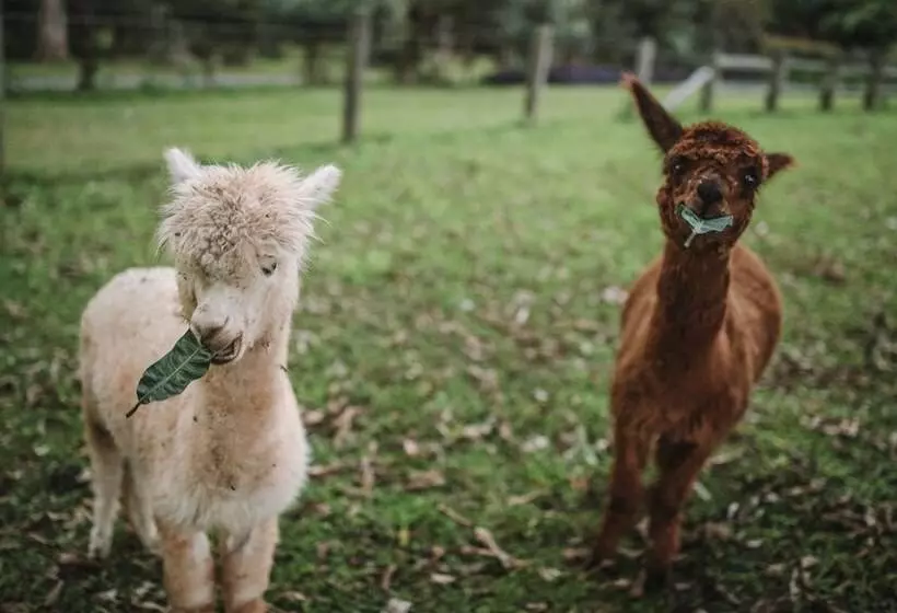 Отель Mango Hill Farm
