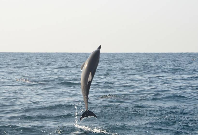 酒店 Ruwala Resort