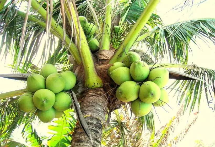 Hoang Kim Golden Resort