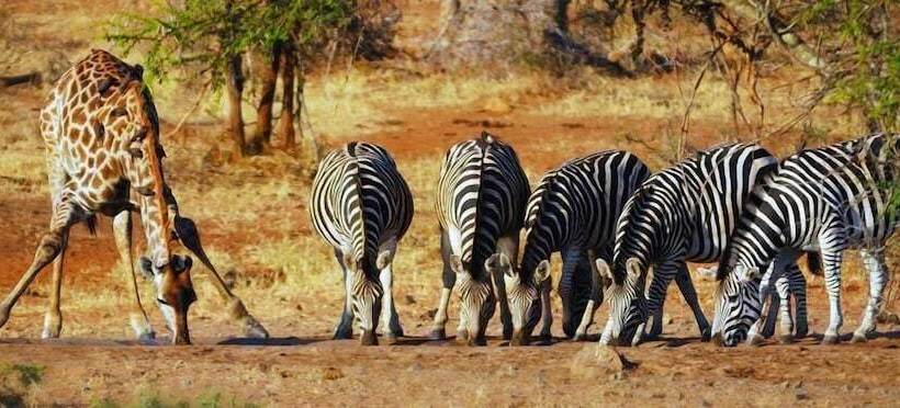 Pension Sunbird Lodge