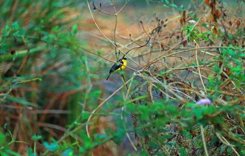 Heina Nature Resort & Yala Safari