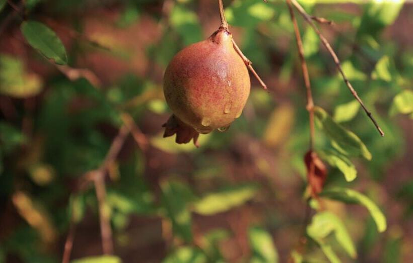 Heina Nature Resort & Yala Safari