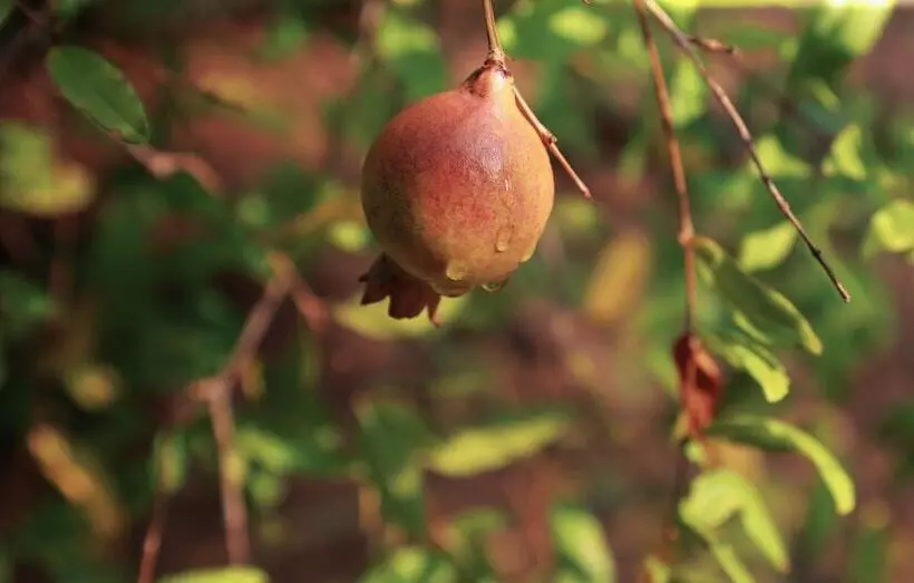Heina Nature Resort & Yala Safari