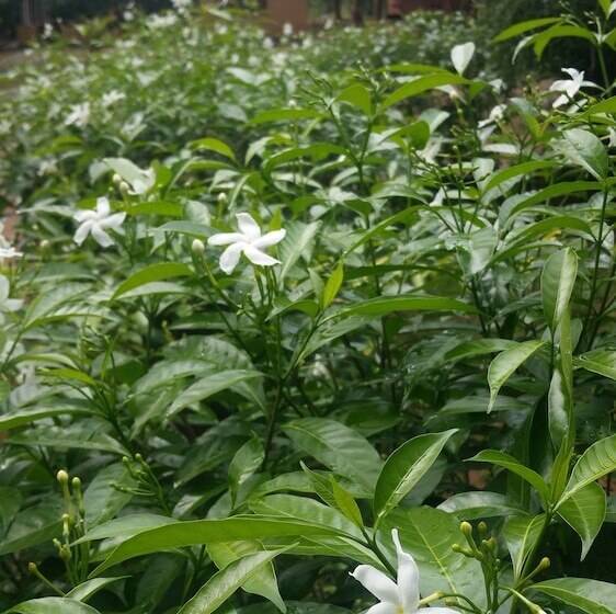 Heina Nature Resort & Yala Safari