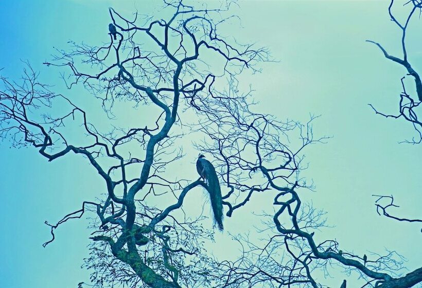 Heina Nature Resort & Yala Safari