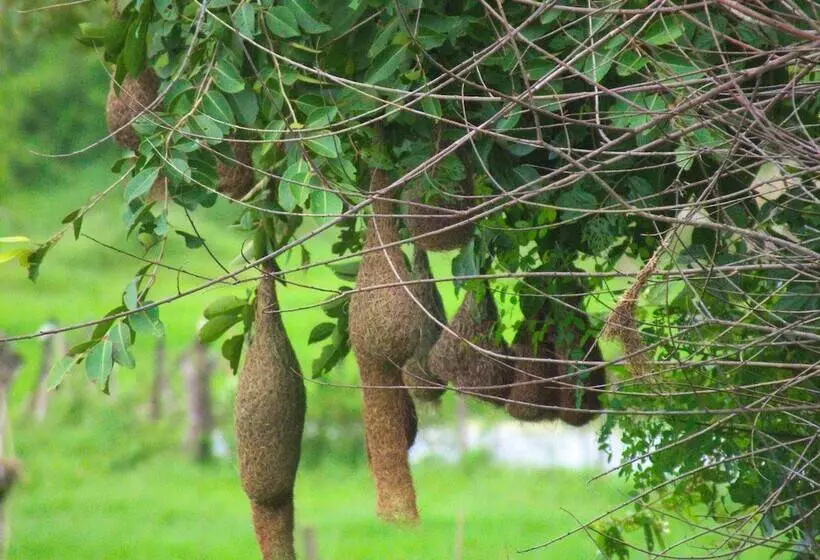 Heina Nature Resort & Yala Safari