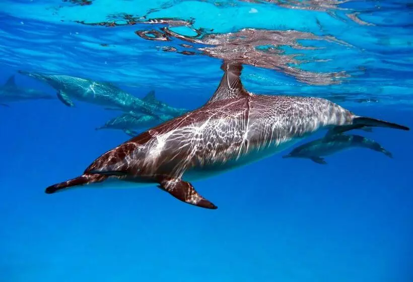 هتل Wadi Lahami Village