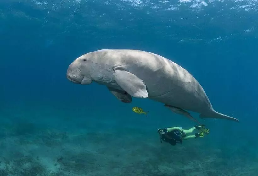 هتل Wadi Lahami Village