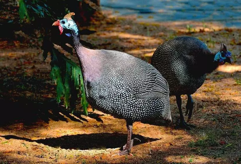 צימר Aquanzi Lodge