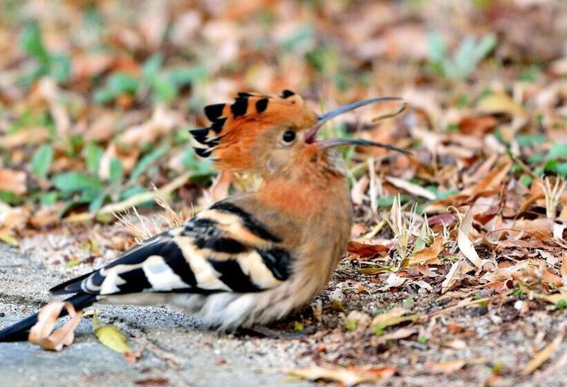 住宿加早餐 Aquanzi Lodge